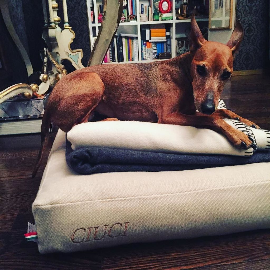 TryWearEasy's tweet photo. #CIUCI tnks for this amazing Cucciolina present @tailorsden and @paolostella 🐺❤️ by anna_dello_russo https://t.co/Nh8SZkra61