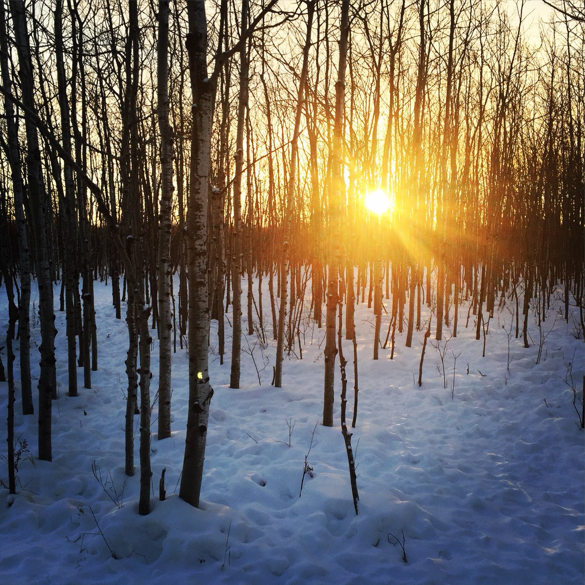 Eye candy at 39 below. #winnipegwinter #sunrise #aspenforest