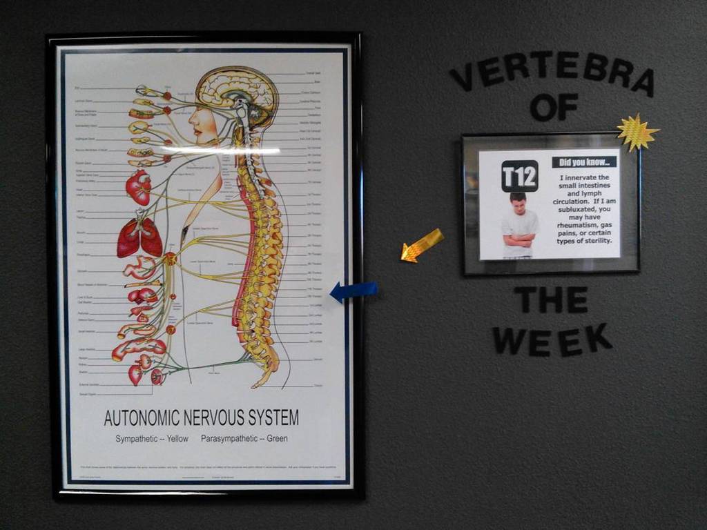 intouchchiroSD's tweet image. This week our #vertebraoftheweek is #t12 it innervates the #smallintestines and #lymphcirc… ift.tt/22XYAGP
