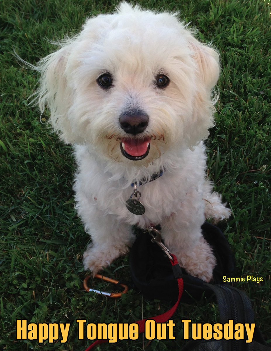 sammieplays's tweet image. Happy Tongue Out Tuesday from Sammie! #dogsoftwitter #TongueOutTuesday #dogsofjoy #dogslife