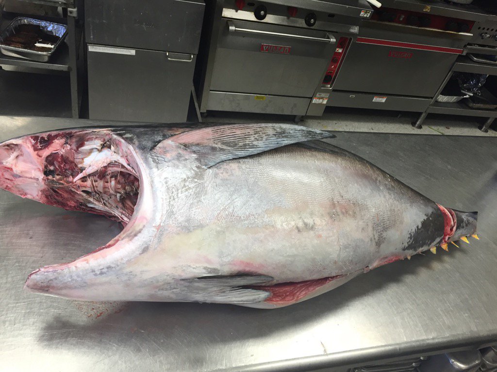 #tuna #125pounds #cheflife