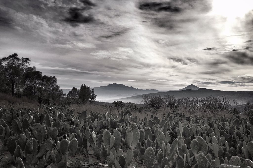 BetoLanz's tweet image. Así amanece en #LaRutaDeLaMilpa. Los volcanes dan los buenos días a las nopaleras. #DF #MilpaAlta