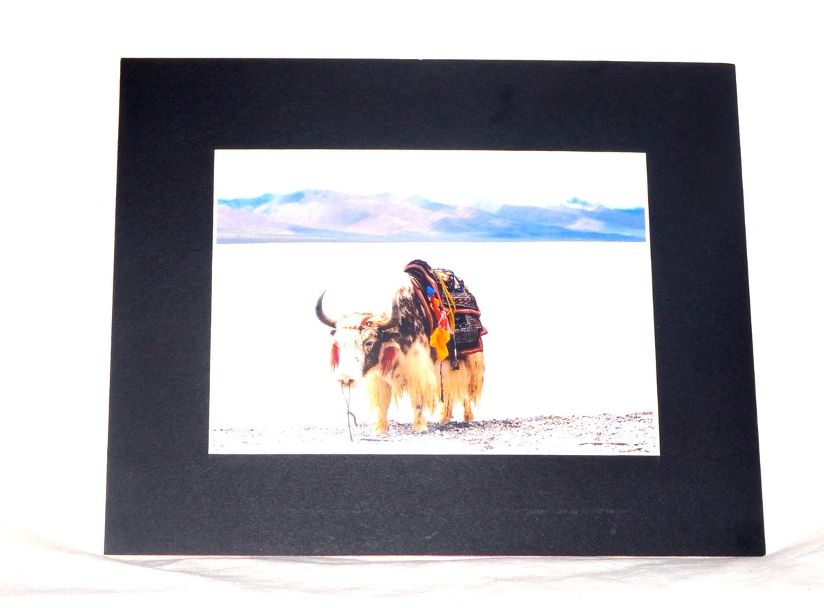 lagshey's tweet photo. #Tibetan #Yak #Photograph with #Matte SOLD ON #Ebay. Click this link to purchase https://t.co/kS18F7hCBj  via @#Etsy https://t.co/QhJWqbZtyW