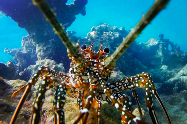 USVItourism's tweet photo. Caribbean lobsters feed on mollusks and carrion during #USVINice nights. Photo by caitierosko via Instagram https://t.co/8iFleAeF0Q