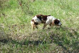 TruffelGR's tweet photo. Positive for dog poisoning #truffle #food #foodie #foodlover #troufa #trufflehunter https://t.co/1GAw634gMR