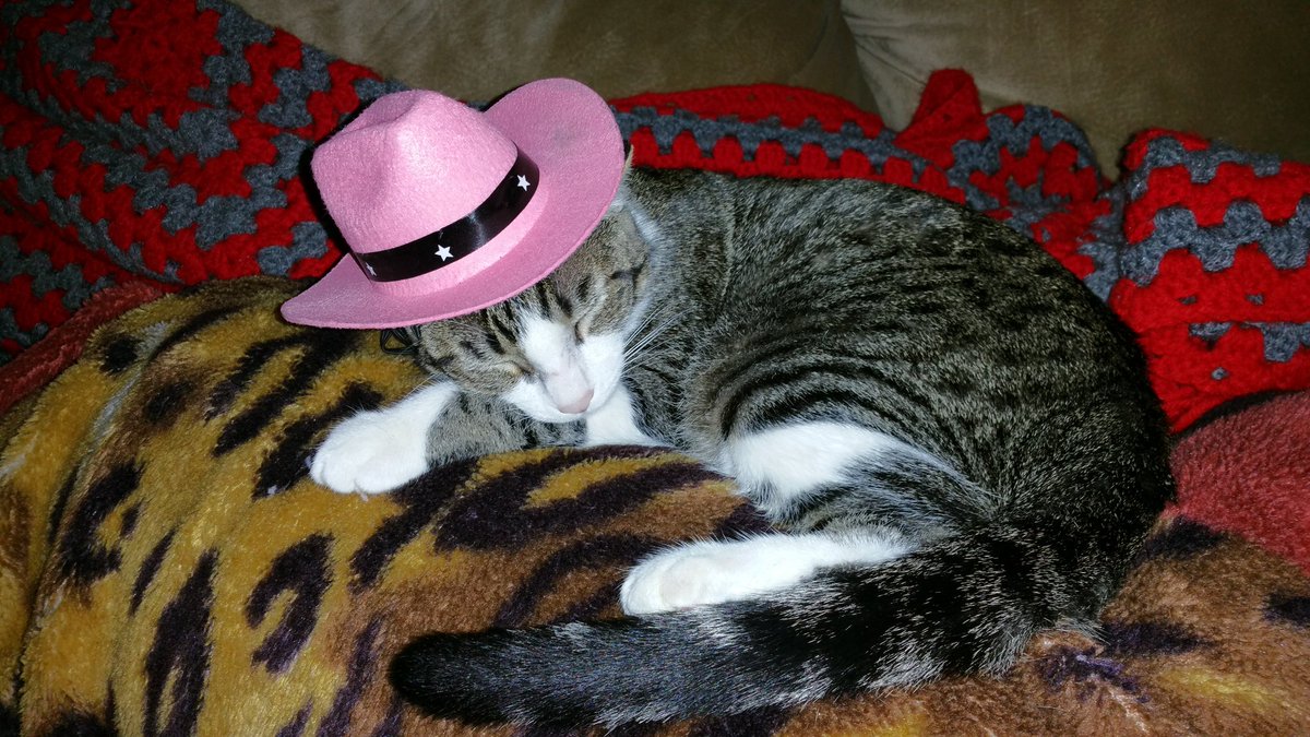 bubububarry's tweet photo. @Fox26Houston @MelissaFox26 @TomZizkaFox26 @FOX26Michelle shadow is ready for the Rodeo!!!! https://t.co/ojUKfkLhBY