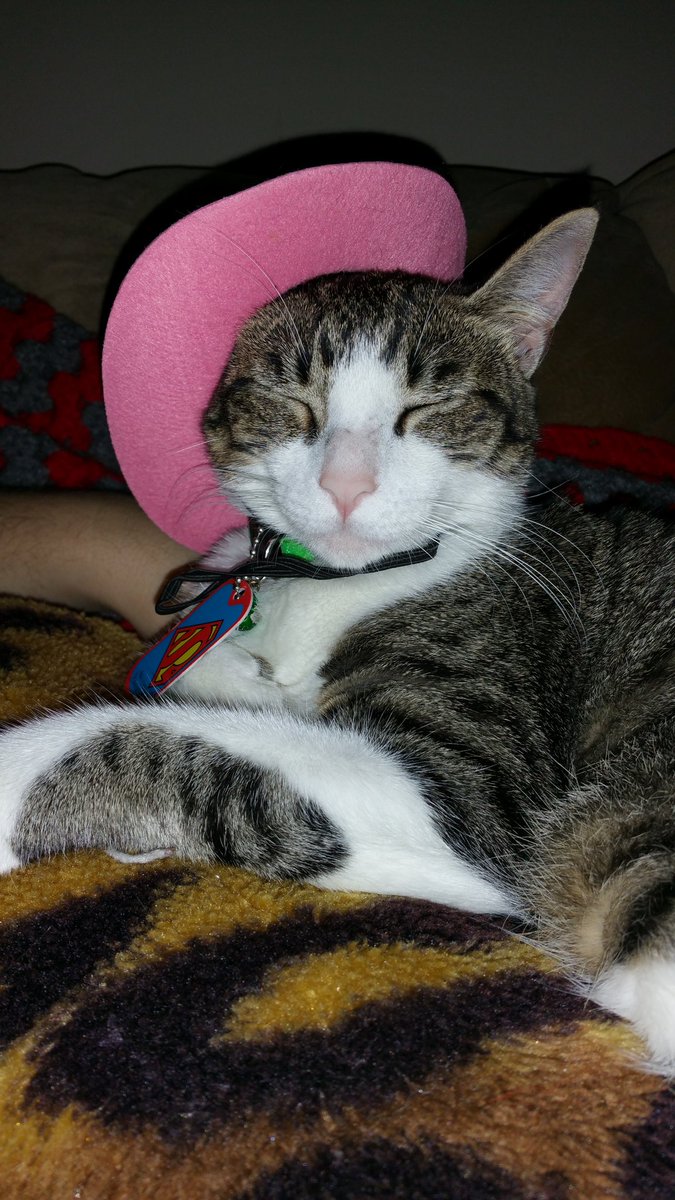 bubububarry's tweet photo. @Fox26Houston @MelissaFox26 @TomZizkaFox26 @FOX26Michelle shadow is ready for the Rodeo!!!! https://t.co/ojUKfkLhBY