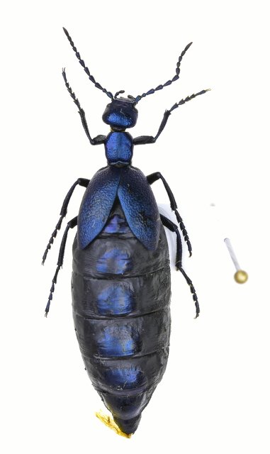 Kuma On Twitter ムラサキオオツチハンミョウ Ptに時々落ちるツチハンミョウをそのまま乾かすと 潰れた干物になる それをどうにかするために冷凍庫に入れて時間かけて乾かしてみた 写真のメスは良い感じで完成したが 他の個体はやはり凹んだりした 難しい