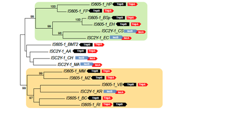 ASMicrobiology tweet picture