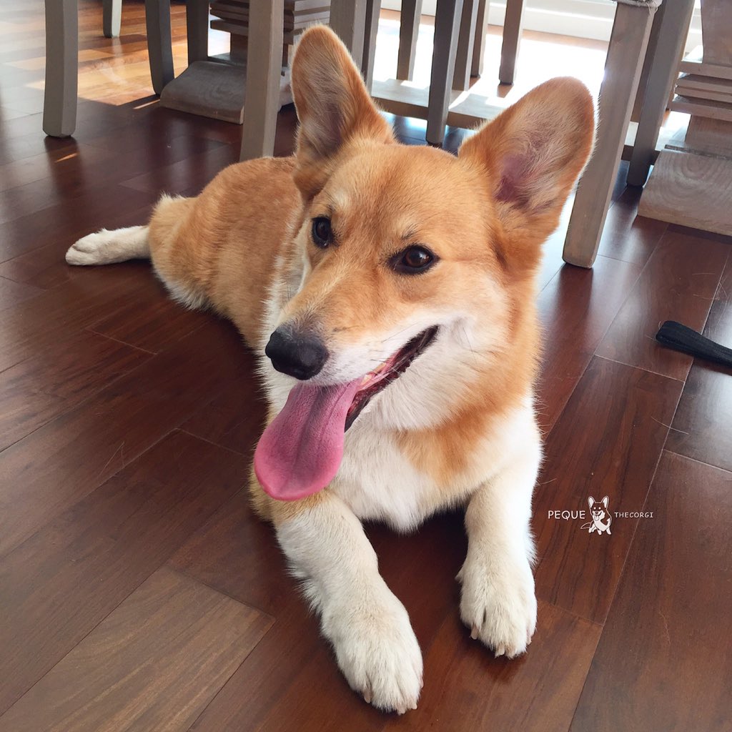 PequeTheCorgi's tweet photo. There's no place like home! 🏡😍
Happy #tongueouttuesday ! 😛
#happy #missedyou #corgi #pequethecorgi https://t.co/zSEPAtBJPZ