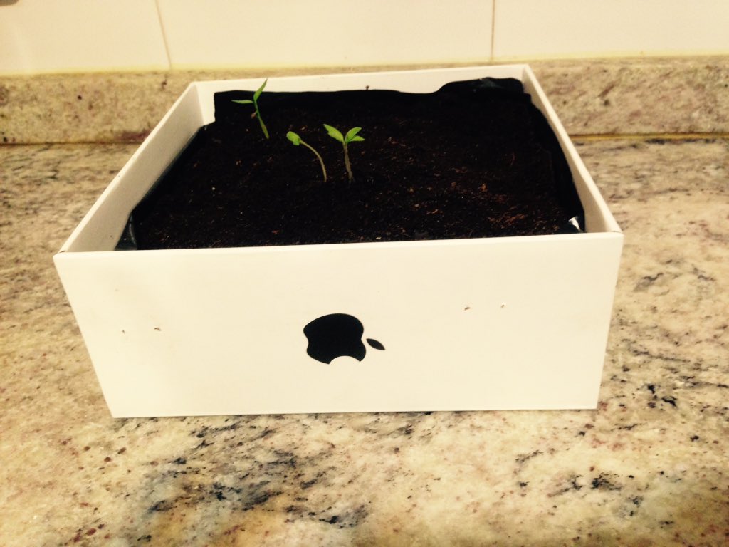 al_neur's tweet photo. #appleutilities #plantahipster 🌿 https://t.co/JXBMAALBQh