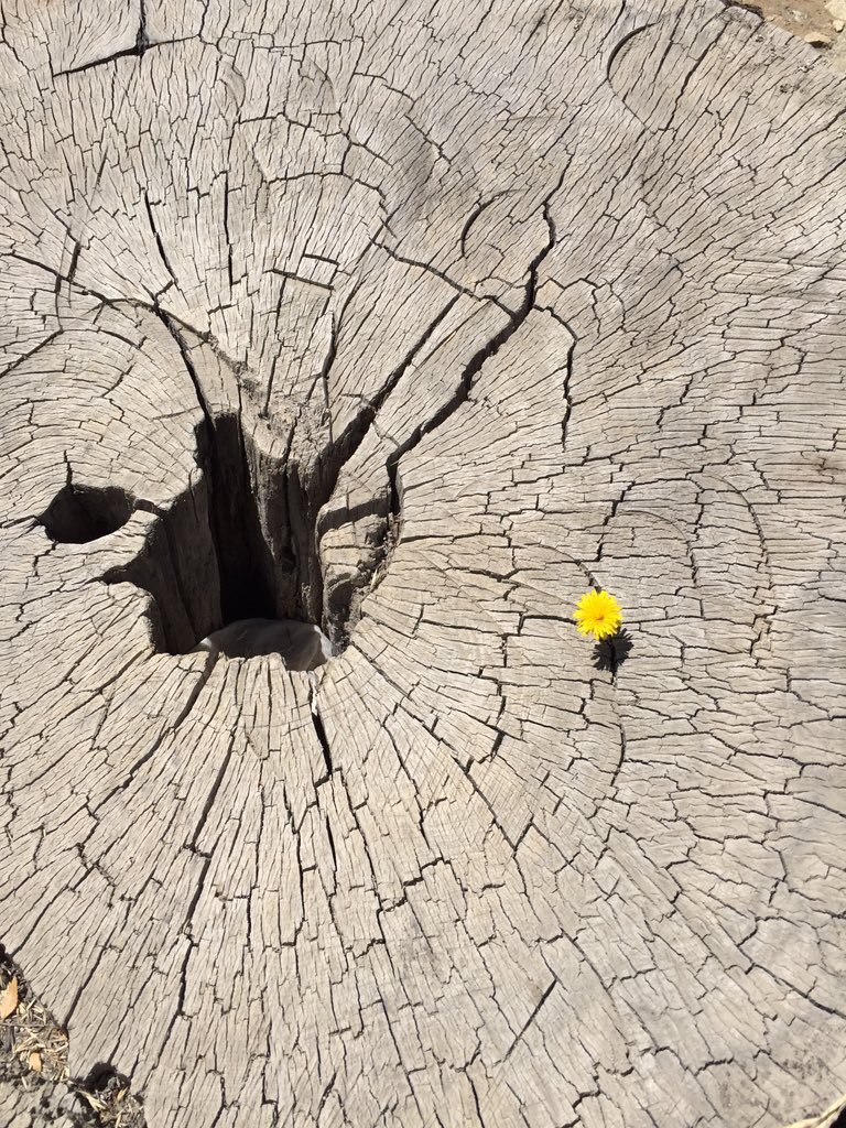 Jdlm61's tweet image. La realidad está fragmentada pero nadie puede impedir que la belleza nazca entre las grietas