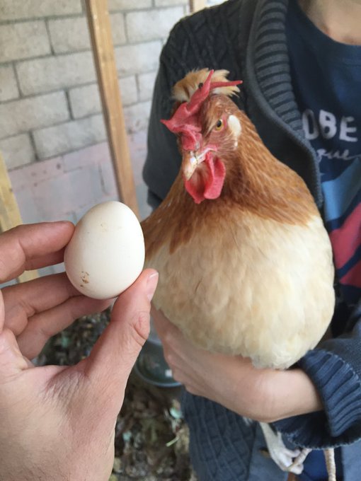 We got our 1st egg today!!!! Blondie, the Austrian chicken layed her 1st egg! Finally, after 8 months<a href="/tag/greatnews"class="tags"><span>#greatnews</span></a>