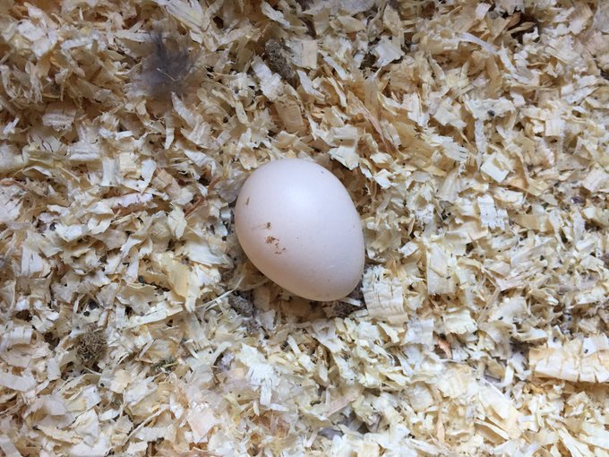 We got our 1st egg today!!!! Blondie, the Austrian chicken layed her 1st egg! Finally, after 8 months<a href="/tag/greatnews"class="tags"><span>#greatnews</span></a>