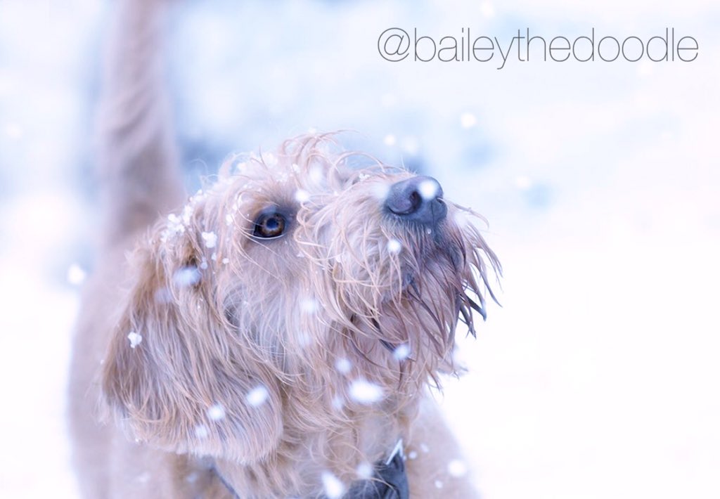 Presenting our dog of the month <a href="/Baileythedoodle/">Bailey the Doodle</a> ,who is having an awesome day in the snow. We love this doodle! 😊