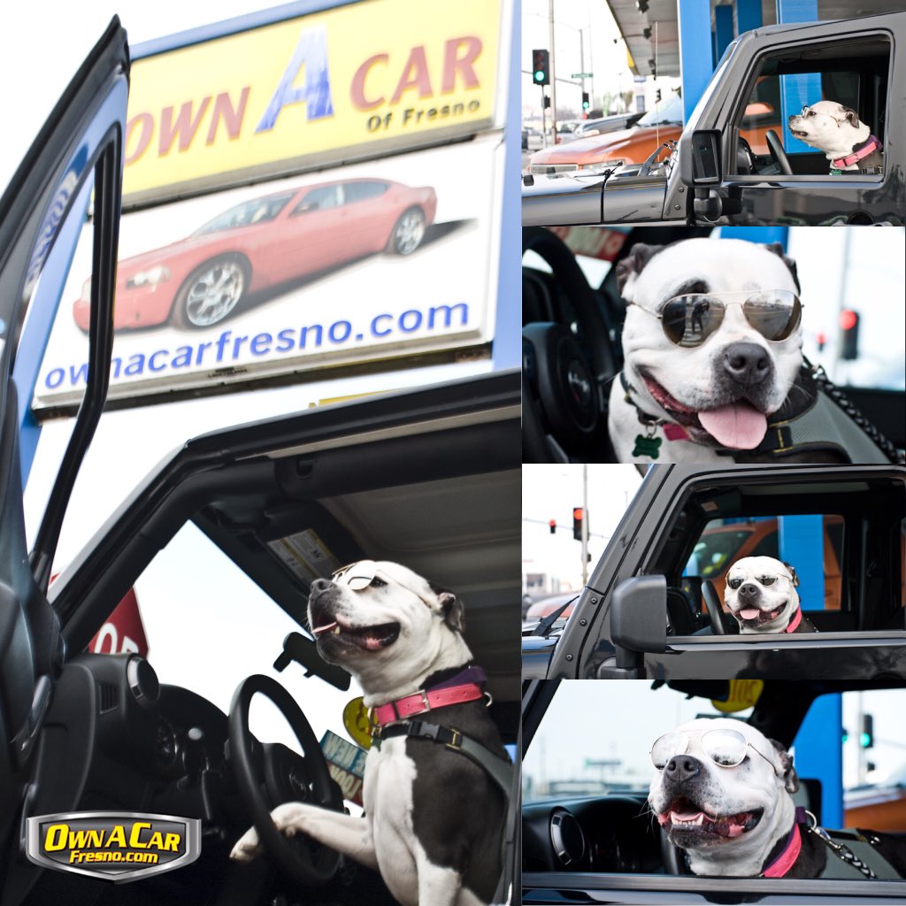 FresnoBullyResc's tweet photo. We will be at @ownacar Jan. 16-18 each day 11-4 For every car sold that weekend, we get a $100 donation! #B95Fresno https://t.co/YmItsQOGxY