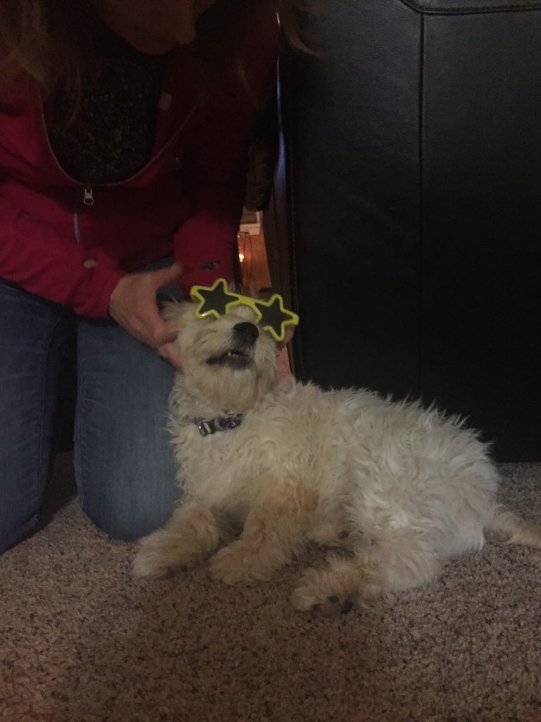 FinneganDeasy's tweet photo. not only do they neglect to feed me, but they try playing dress up with me! #whitepeople #pleasenopaparazzi https://t.co/cQI7QI1ud1