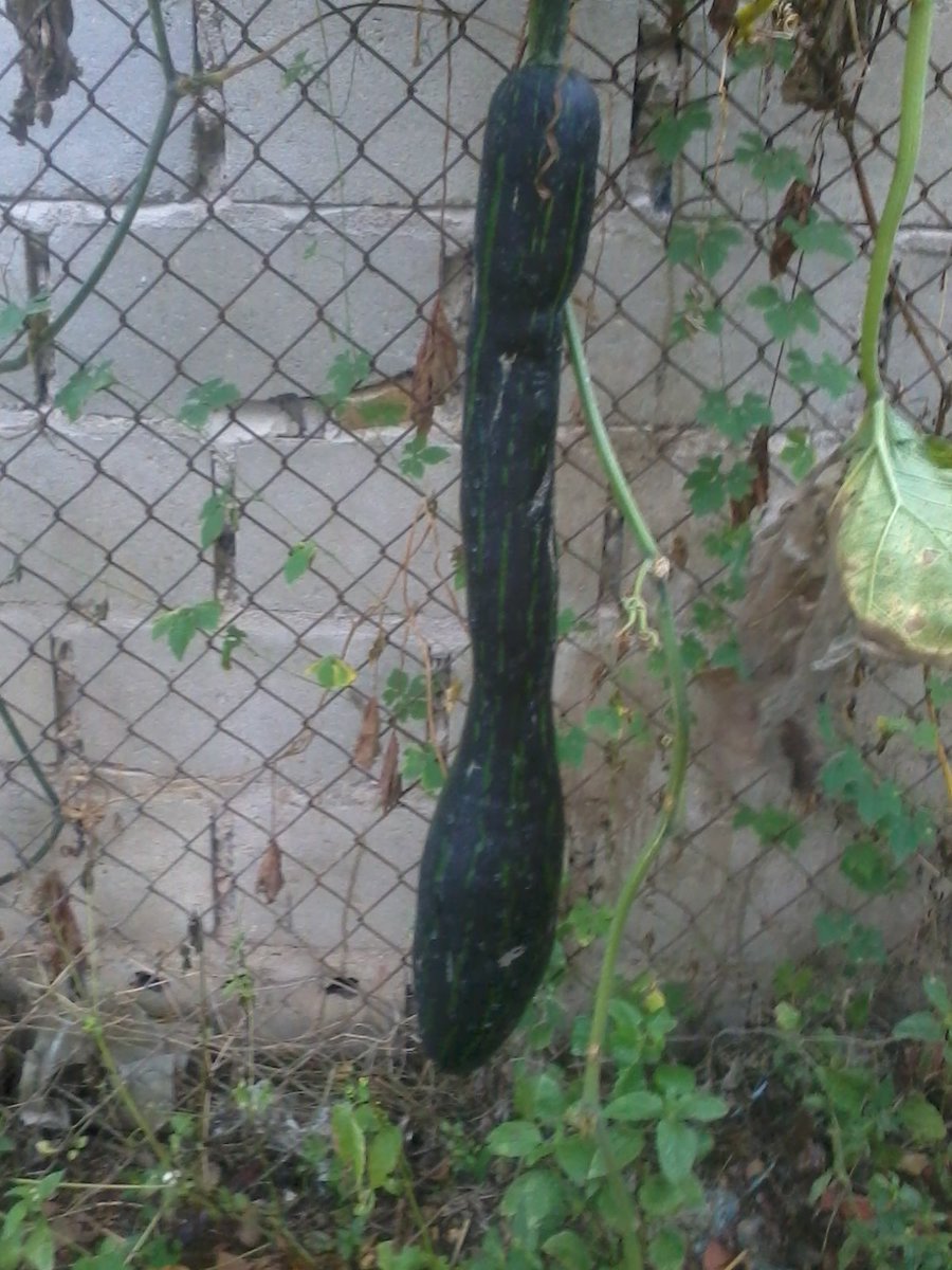 EPTMAICA's tweet photo. RECOGIENDO NUESTROS FRUTOS https://t.co/pDCdYAGXM5