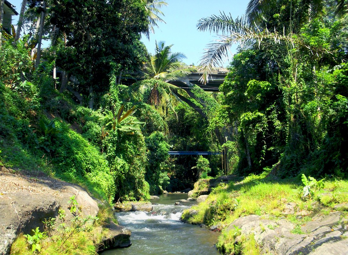 balispirithotel's tweet photo. Good morning from Wos River, Ubud. #naturephotography https://t.co/zBD97dPcmJ