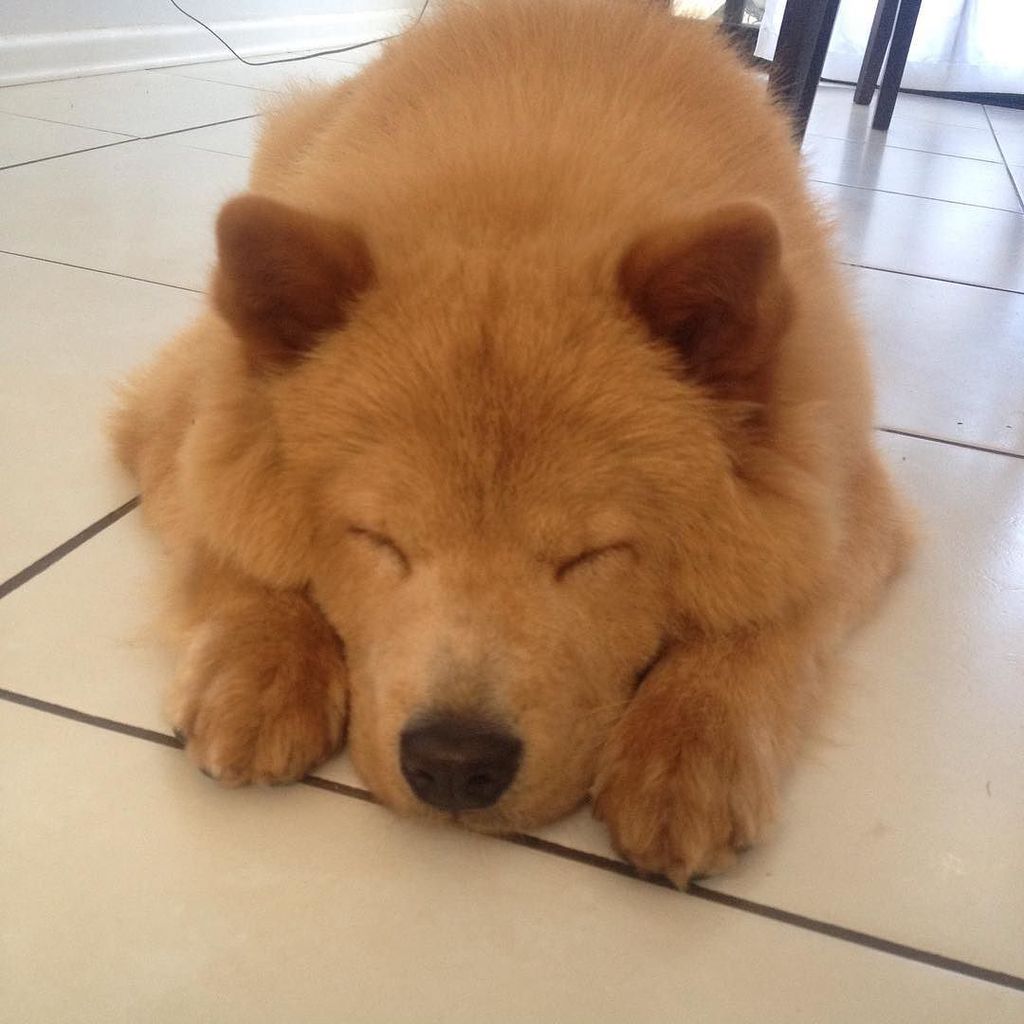 Cinemanimo1's tweet image. ift.tt/1UOIcTu Boa noite! 😄 #mydog #mychowchow #mychow #pixie #dog #cachorro #chowchow #cao #pet #amigao …