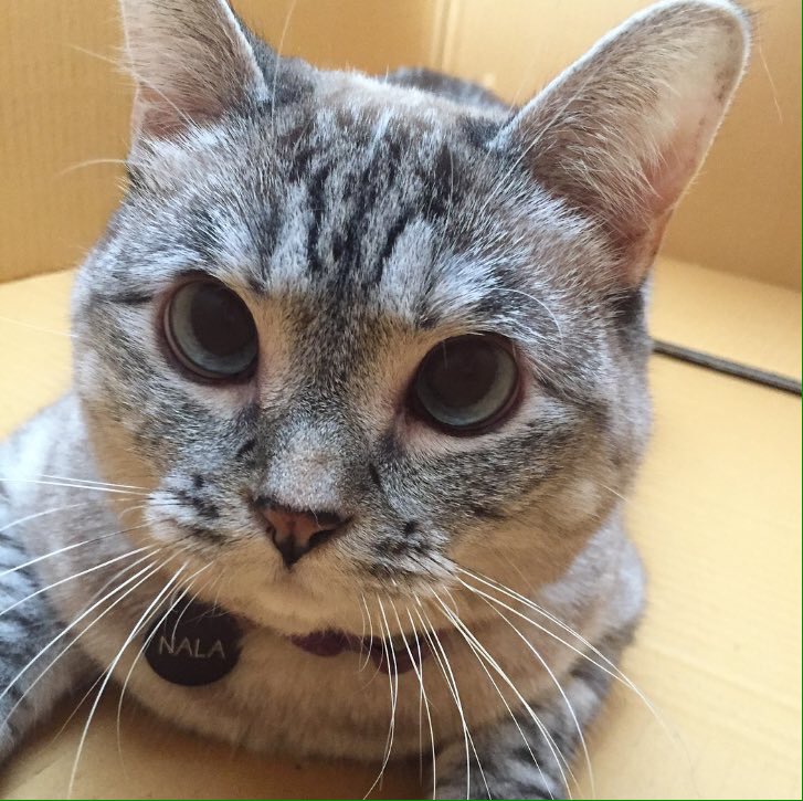 Cats60209521's tweet photo. Who am I going to shoutout next #cats https://t.co/ZFiBwXWbBQ