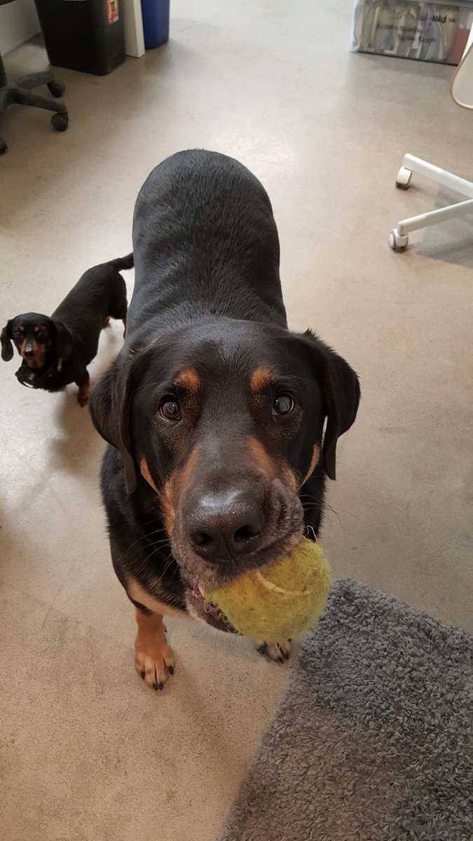 TraceOrthoLab's tweet photo. Things could be worse #catsanddogs #petfriendlywork https://t.co/PLOMNPbKdh