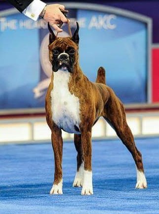 BoxerKennel's tweet photo. #BoxerBreed 🐾 https://t.co/zdtQU3eHtX 🐾 #BoxerDog
#BOXER #BoxerLove #Boxers #Dogs #ILoveMyBoxer #BoxerLover #DogShow https://t.co/8LmjG9Owj6