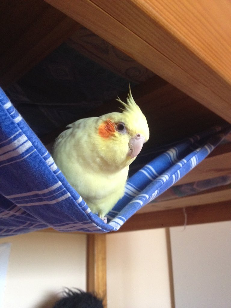 LittleMothling's tweet photo. Im just chillin in my hammock my mum made me ❤️❤️ https://t.co/jMYIn9d9j3