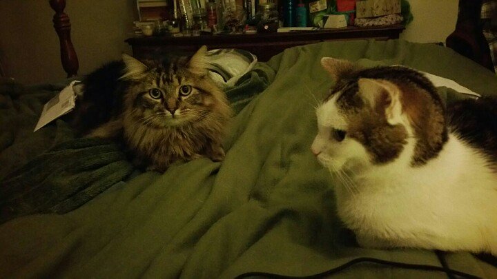 Embedded image permalink