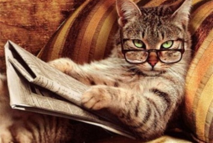 NewbattleLib's tweet image. Woohoo! Just passed 200 followers! Here is a fantastic picture of a cat to celebrate! #readingisamazing