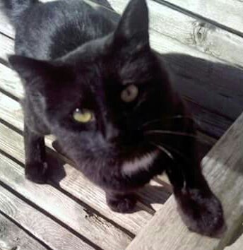 GabrielRylee's tweet photo. R.I.P https://t.co/sicRrpG8sh