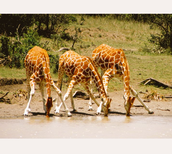 PLDrcmuthaiga's tweet photo. A giraffe's neck is too short to reach the ground,it has to awkwardly spread its front legs for a drink of water. https://t.co/jwc7ZqWYbu