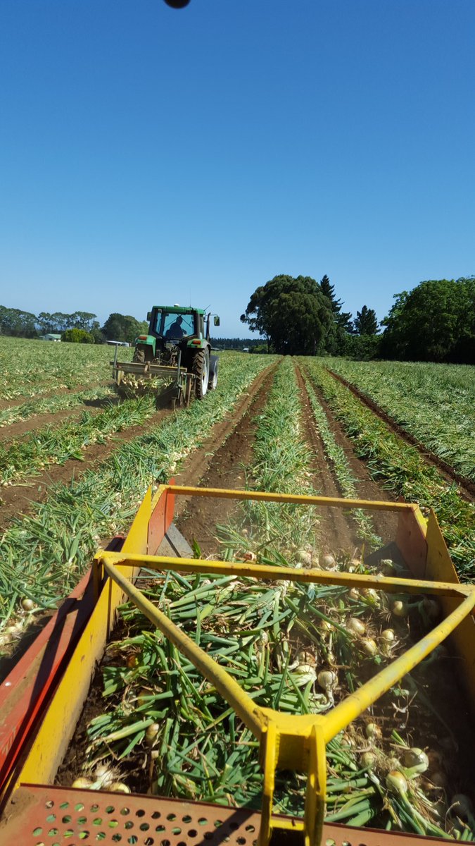 christiaaan50's tweet image. De #oogst16 is begonnen!  Uien eruit in nieuw zeeland! #firstwork