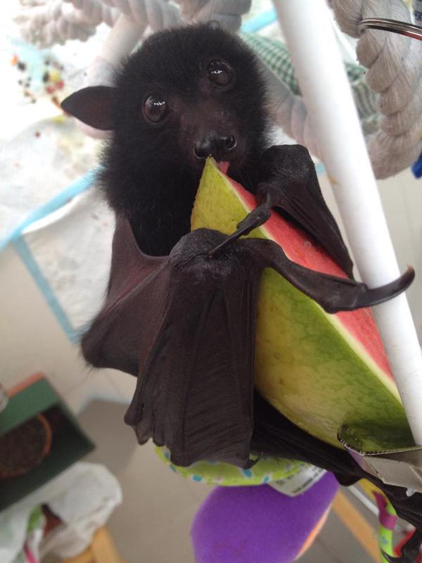 ILoveAnimaIs_'s tweet photo. Did you guys know bats can be cute? https://t.co/InM4Ls1NSA
