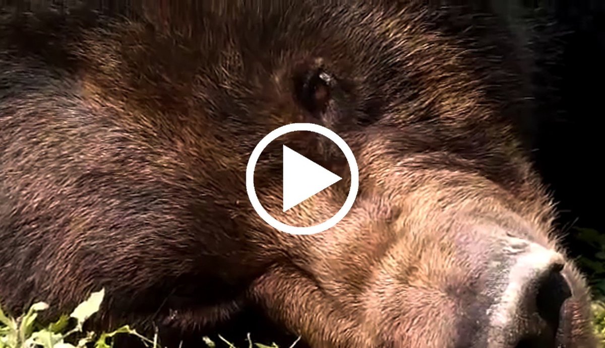 After 30 years in a cage, this bear finally found freedom. Goodnight, Oliver <a href="/AnimalsAsia/">Animals Asia</a> thedo.do/22XzGXL