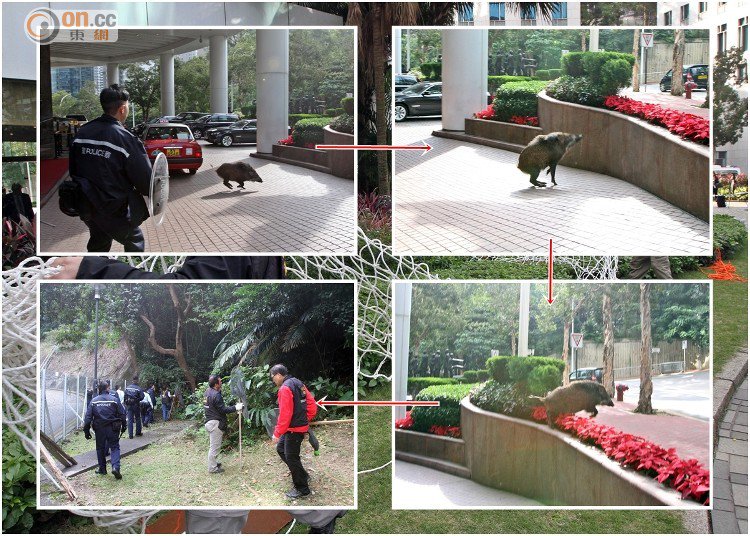 Wild boar on loose in Hong Kong financial district evades police  CYlTYaIUQAAhdRG