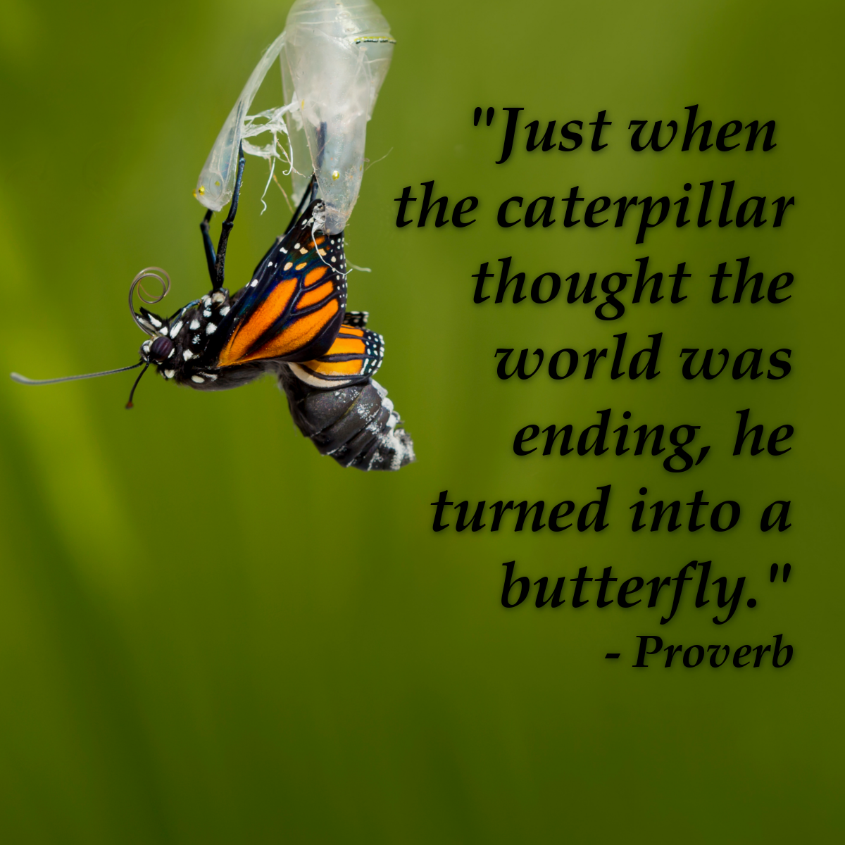 "Just when the caterpillar though the world was ending, he turned into a butterfly." - Proverb