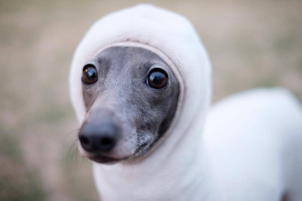 dixie flatline on Twitter "looks like a baby seal disguise. igersjp 