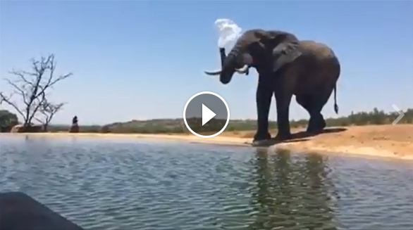 Have a look at the awesome videos our client <a href="/MhondoroLodge/">Mhondoro Lodge</a> has recently made: facebook.com/mhondorogamelo… #safari