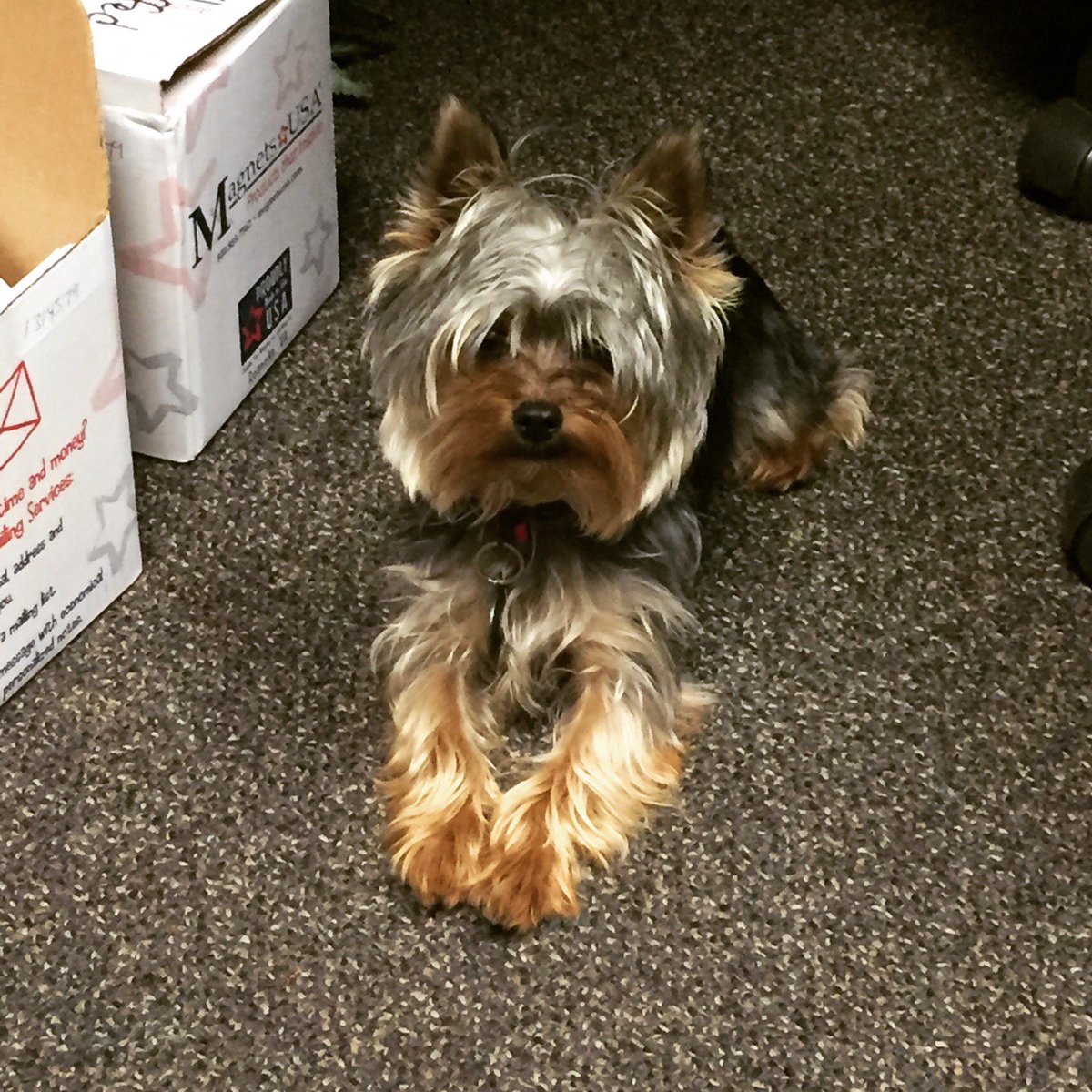 susanpinokc's tweet photo. It's that time again! Pups getting vetted. #adoptdontshop #okhumane #fosterdog https://t.co/zGWnLXRAuq https://t.co/HRNQFNgH8z