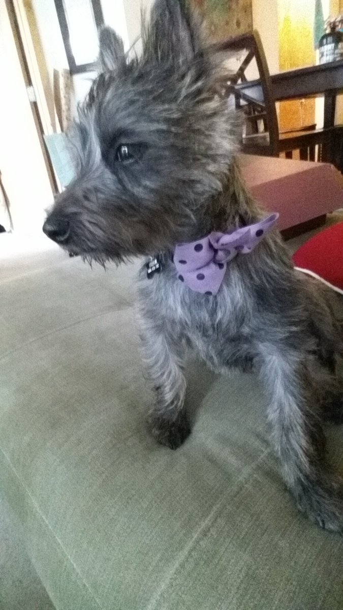 Look at that majestic glare. #maisyblue #cairn #cairnterrior