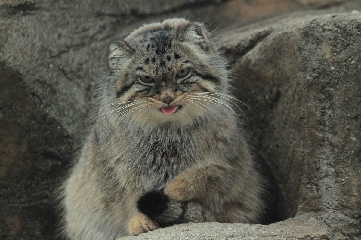 マヌルネコの画像を検索して癒されてる人が続出 アニメのような豊かな表情で大人気 Togetter マヌルネコの画像を検索して癒されてる人が続出 アニメのような豊かな表情で大人気 Togetter