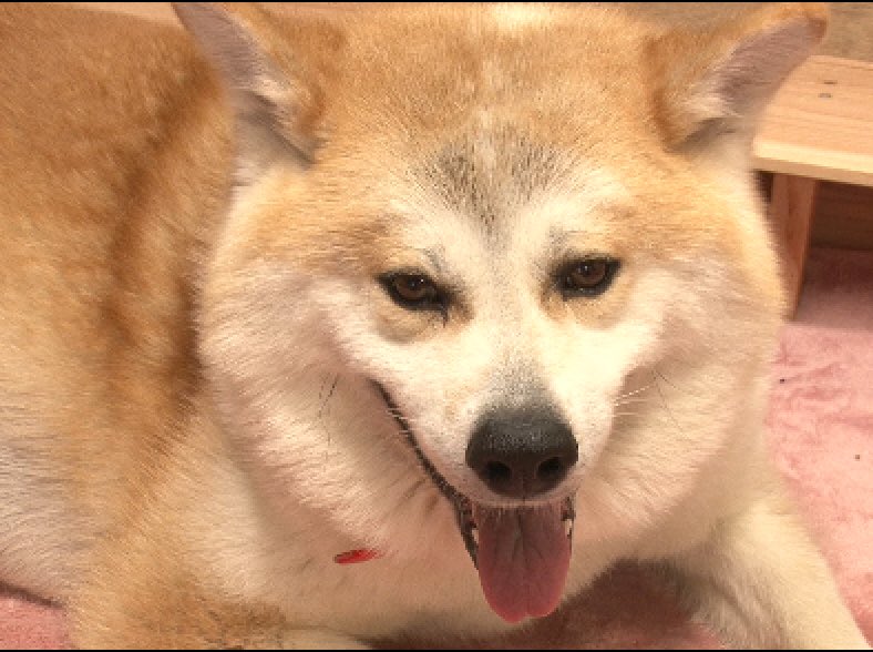 志村どうぶつ園の日本犬の里では死亡事故が起きていた 終了した理由は何 愛犬と満喫ライフ 犬 が飼い主を大好きに 子犬のしつけの悩みも解決して正しいドッグフードの選び方も紹介