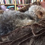 Photo by The Cafe Terrier (@Cafeterrier)