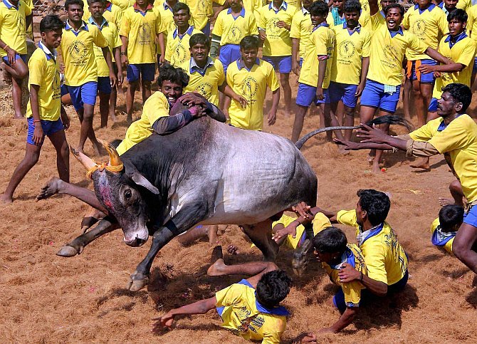 SC will have to grapple with ticklish socio-political issues over jallikattu