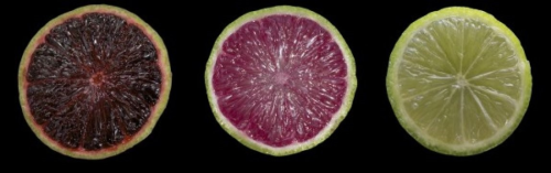 BIOTECH_SI's tweet photo. Desarrollan lima genéticamente modificada alta en antocianinas saludables https://t.co/5RXyCU0ZtE https://t.co/aGri9X5VO4