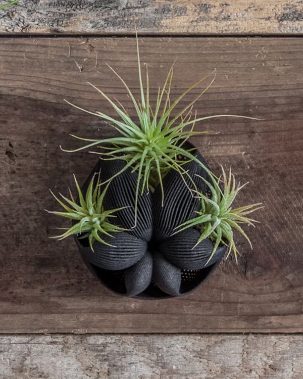 Intel_Spain's tweet photo. Esta serie de plantas en #3Dprinted se inspiró en fósiles microscópicos. @joabaldwin > https://t.co/I0HL2NJSjy https://t.co/uS4IGW7mNp
