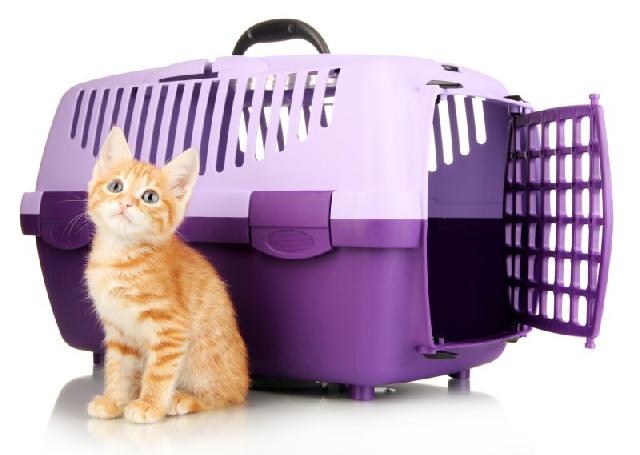 caesgatos's tweet photo. Médico-veterinário separa dicas para planejar uma viagem com pets https://t.co/nZm6gl9DZd #cãesegatos #viagem #pets https://t.co/88NdNpSL9o