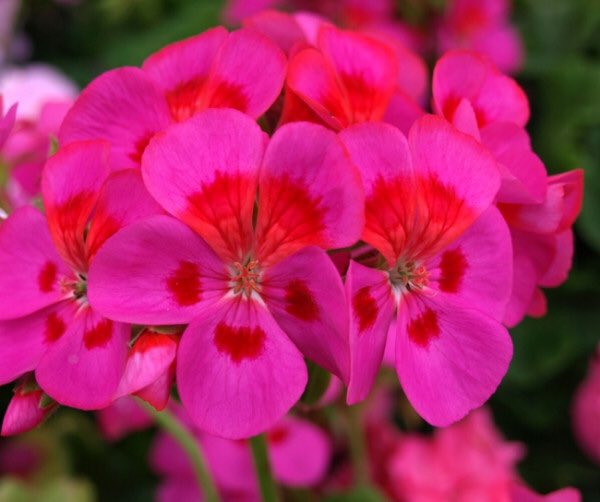 FibrexNurseries's tweet photo. Dwarf Pelargonium 'Bold Shades'. Ouch! #SunglassesPlease! https://t.co/RNM5FuLDuT