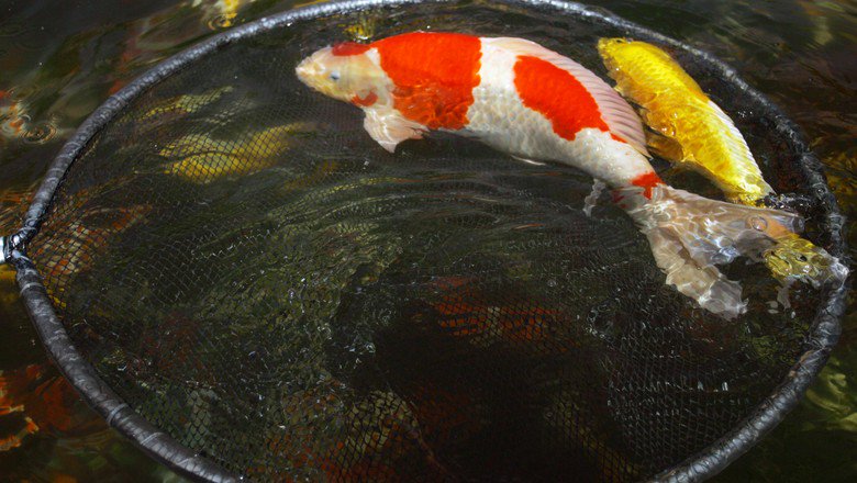 Globo_Rural's tweet image. 7 dicas para criar carpas glo.bo/1ocumPe